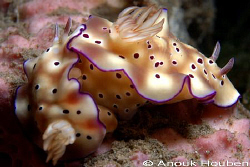 Pair of Risbecia tryoni. Picture taken at the pier in Dau... by Anouk Houben 